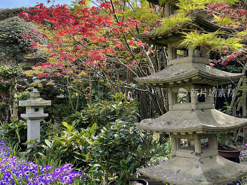 近景风化，日本石塔在东方花园边界与cineraria (Pericallis × hybrida)，日本枫树(Acer palmatum)和杜鹃花，禅宗风格的景观日本花园，佛教五层宝塔